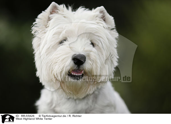 West Highland White Terrier / West Highland White Terrier / RR-55826