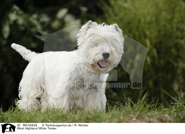 West Highland White Terrier / RR-55828
