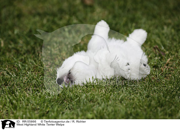 West Highland White Terrier Welpe / puppy / RR-55866