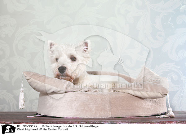 West Highland White Terrier Portrait / SS-33192