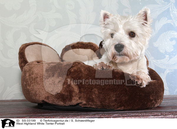 West Highland White Terrier Portrait / SS-33199