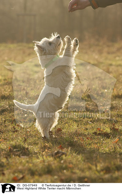 West Highland White Terrier macht Mnnchen / DG-07949