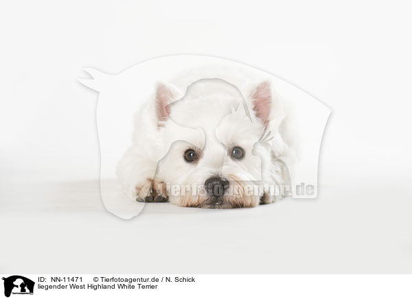 liegender West Highland White Terrier / NN-11471