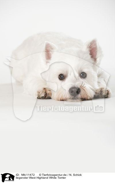 liegender West Highland White Terrier / NN-11472