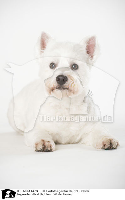 liegender West Highland White Terrier / NN-11473