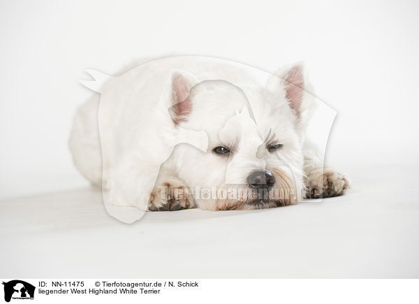 liegender West Highland White Terrier / NN-11475