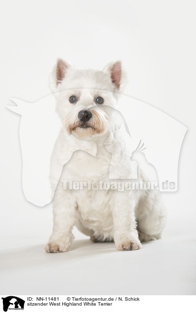 sitzender West Highland White Terrier / NN-11481