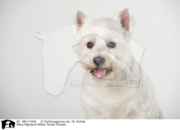 West Highland White Terrier Portrait / NN-11484