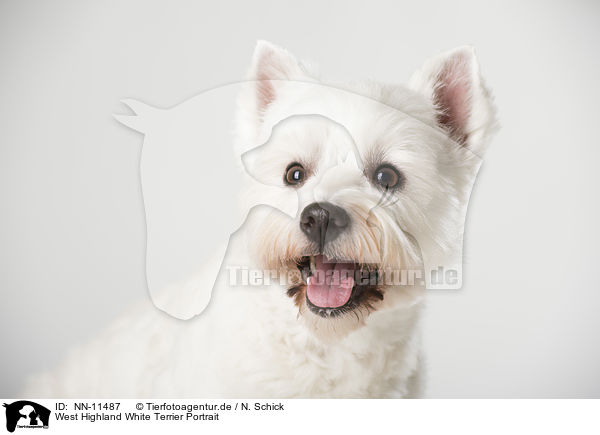 West Highland White Terrier Portrait / NN-11487