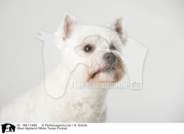 West Highland White Terrier Portrait / NN-11488