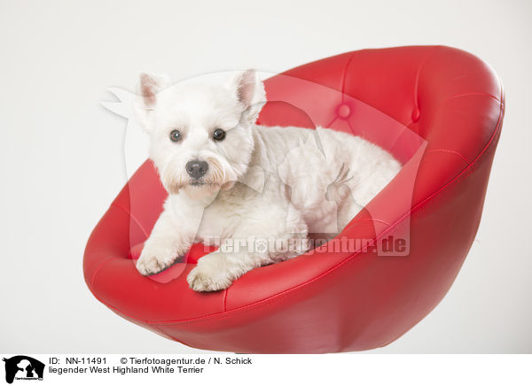 liegender West Highland White Terrier / NN-11491