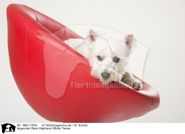liegender West Highland White Terrier / NN-11500