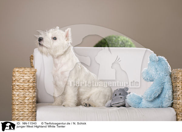 junger West Highland White Terrier / young West Highland White Terrier / NN-11540