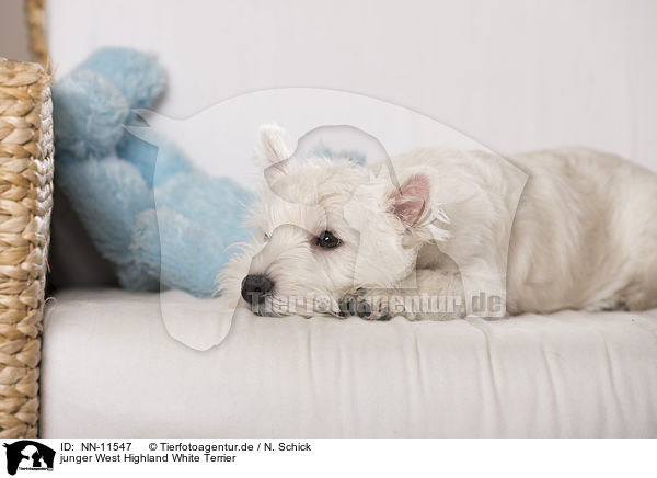junger West Highland White Terrier / young West Highland White Terrier / NN-11547