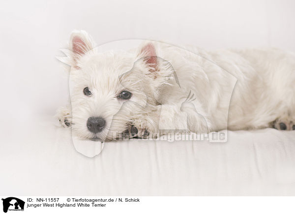 junger West Highland White Terrier / NN-11557