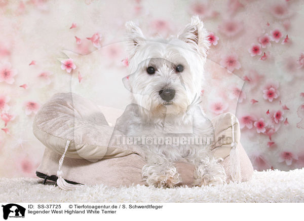 liegender West Highland White Terrier / lying West Highland White Terrier / SS-37725