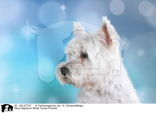 West Highland White Terrier Portrait / SS-37727