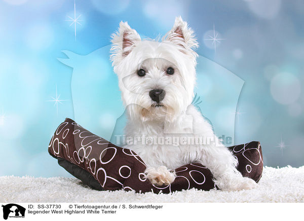 liegender West Highland White Terrier / SS-37730