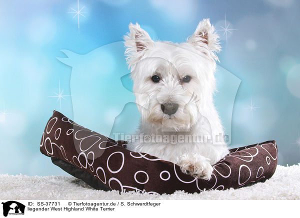 liegender West Highland White Terrier / SS-37731