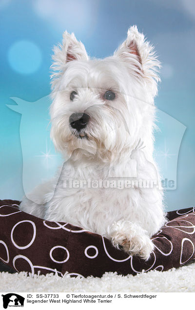 liegender West Highland White Terrier / lying West Highland White Terrier / SS-37733