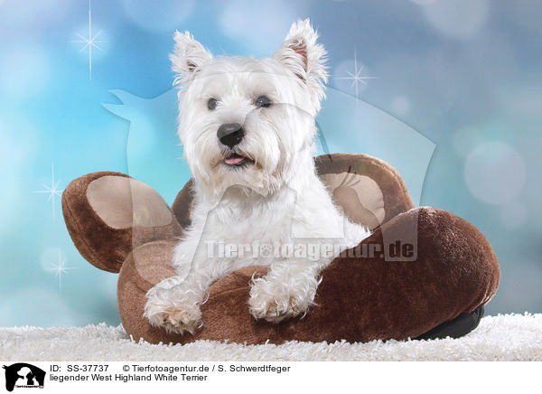 liegender West Highland White Terrier / SS-37737