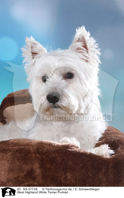 West Highland White Terrier Portrait / SS-37738