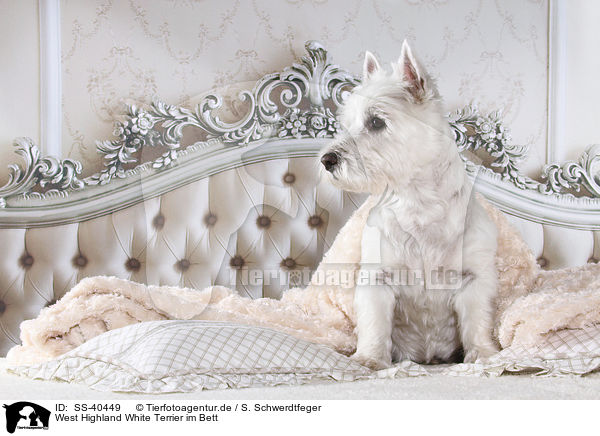 West Highland White Terrier im Bett / West Highland White Terrier in bed / SS-40449