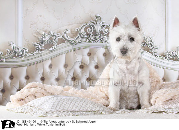 West Highland White Terrier im Bett / SS-40450