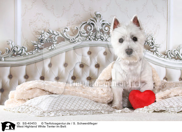 West Highland White Terrier im Bett / SS-40453