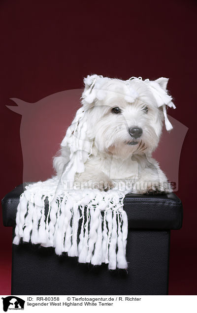liegender West Highland White Terrier / lying West Highland White Terrier / RR-80358