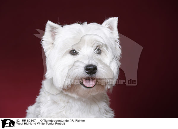 West Highland White Terrier Portrait / RR-80367