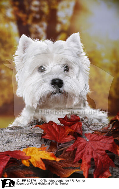 liegender West Highland White Terrier / RR-80376