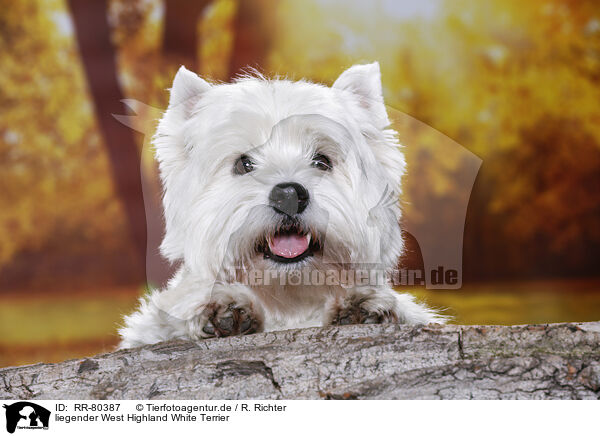 liegender West Highland White Terrier / RR-80387