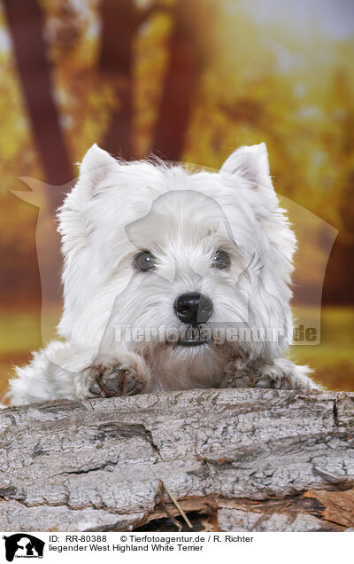 liegender West Highland White Terrier / RR-80388