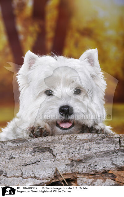 liegender West Highland White Terrier / lying West Highland White Terrier / RR-80389