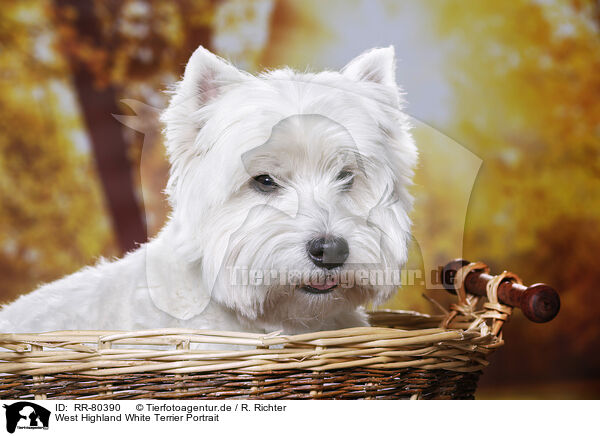 West Highland White Terrier Portrait / RR-80390