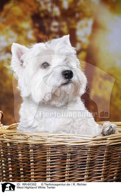 West Highland White Terrier / West Highland White Terrier / RR-80392