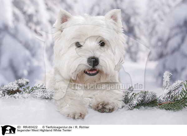 liegender West Highland White Terrier / RR-80422