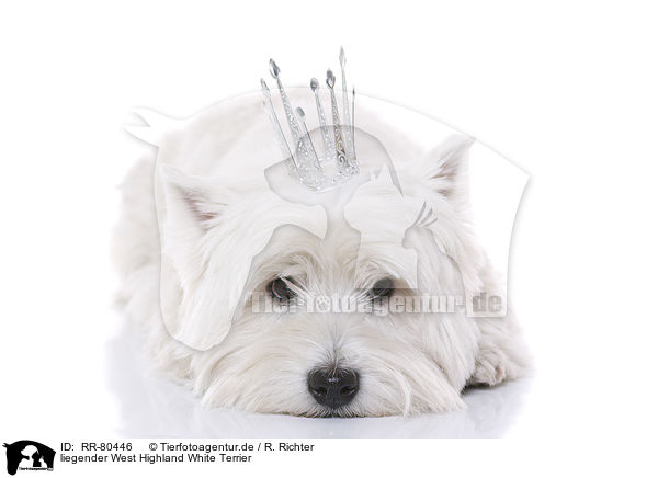 liegender West Highland White Terrier / RR-80446