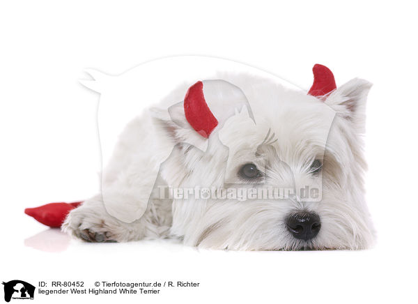 liegender West Highland White Terrier / lying West Highland White Terrier / RR-80452