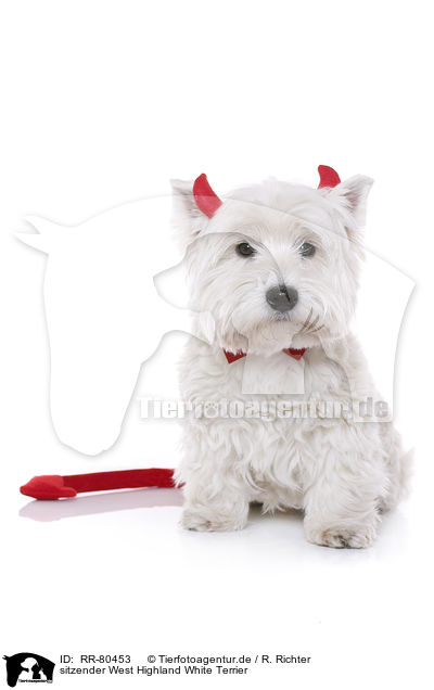 sitzender West Highland White Terrier / sitting West Highland White Terrier / RR-80453