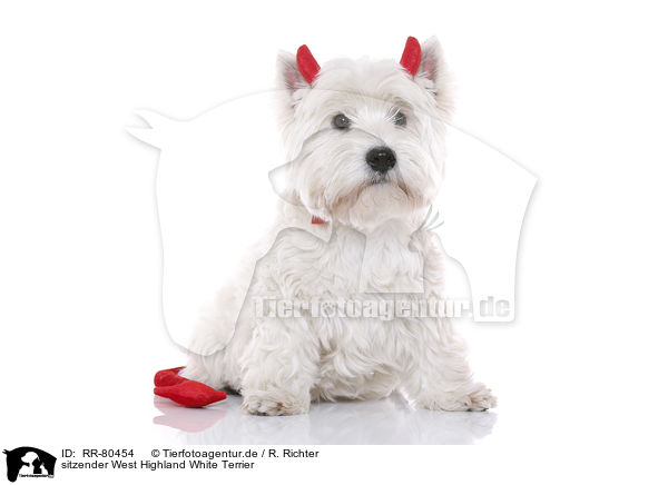 sitzender West Highland White Terrier / RR-80454