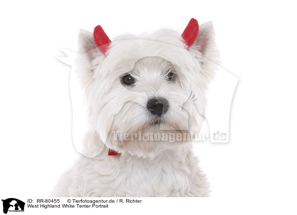 West Highland White Terrier Portrait / West Highland White Terrier Portrait / RR-80455