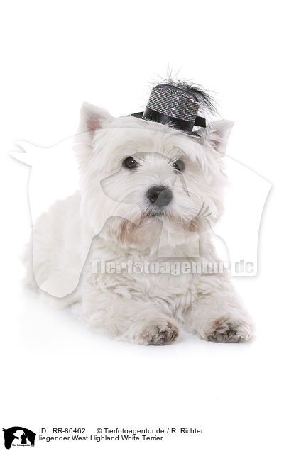 liegender West Highland White Terrier / RR-80462