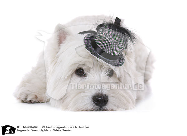 liegender West Highland White Terrier / RR-80469