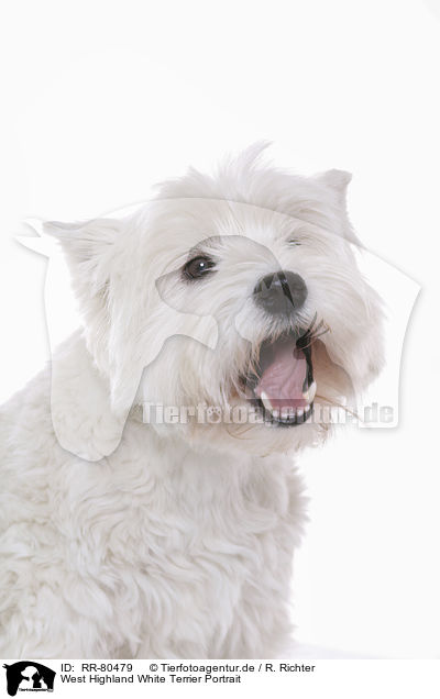 West Highland White Terrier Portrait / RR-80479
