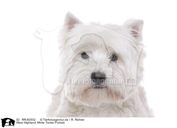 West Highland White Terrier Portrait / RR-80502