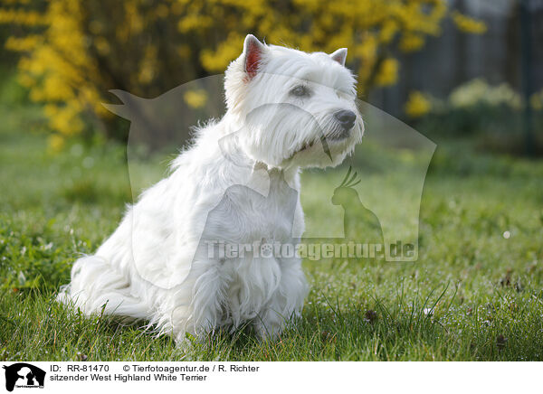sitzender West Highland White Terrier / sitting West Highland White Terrier / RR-81470