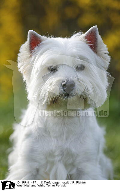 West Highland White Terrier Portrait / RR-81477
