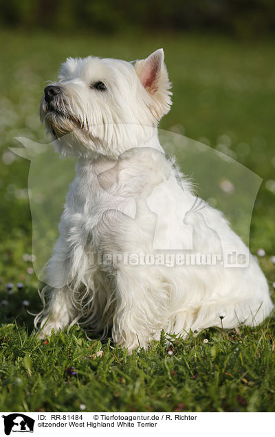 sitzender West Highland White Terrier / RR-81484